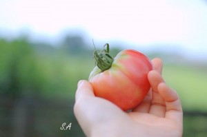 抗酸化力のあるトマト